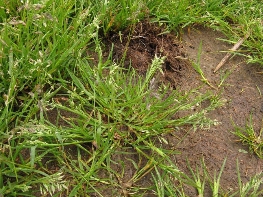 Сорняк ползучий Горец птичий