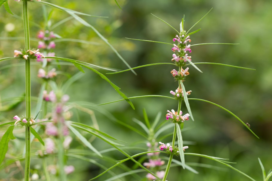 Трава пастушья сумка ЛРС