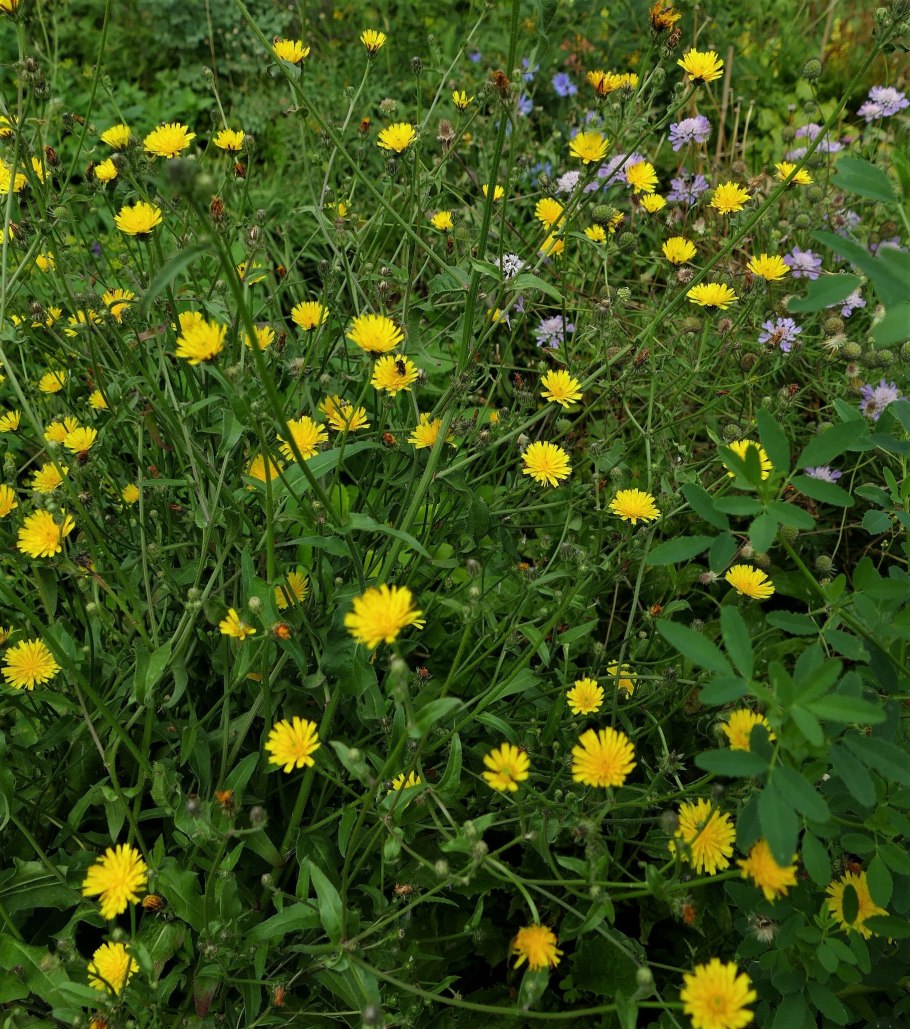 Марьин чертополох