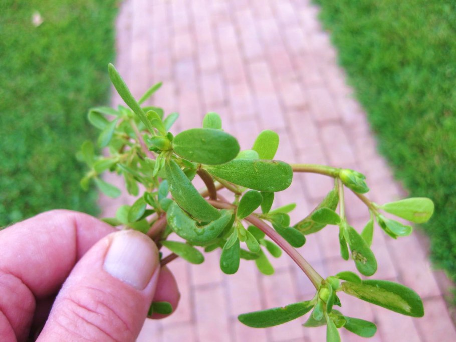 Укроп Обильнолистный