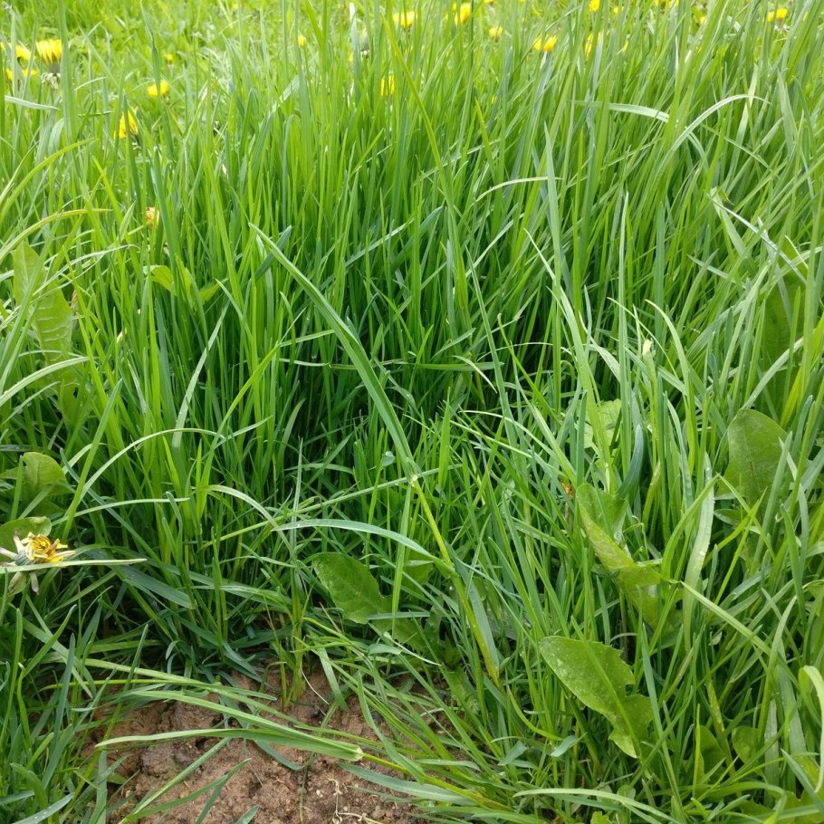 Мятлик Луговой и Зубровка