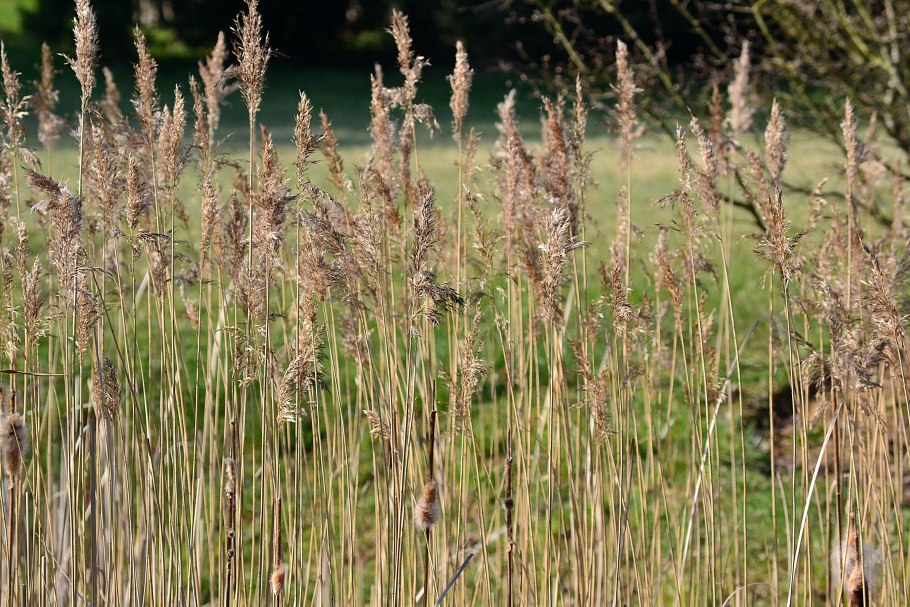 Мятлик Луговой сорняк