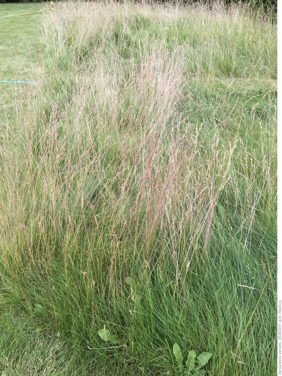 Сорняк Свинорой