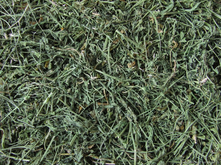 Райграс пастбищный