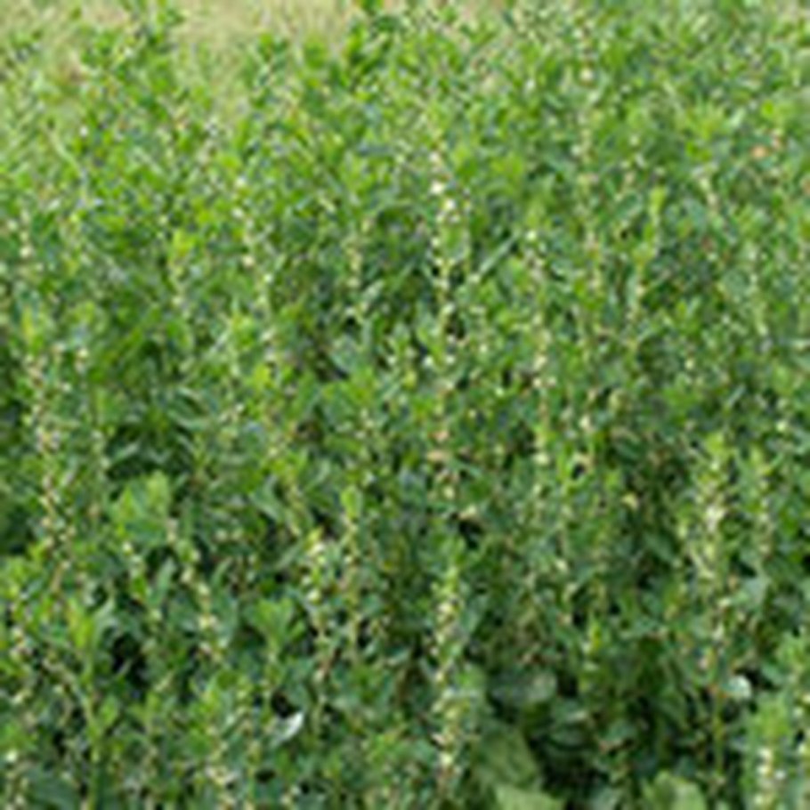 Горец птичий (Polygonum aviculare)