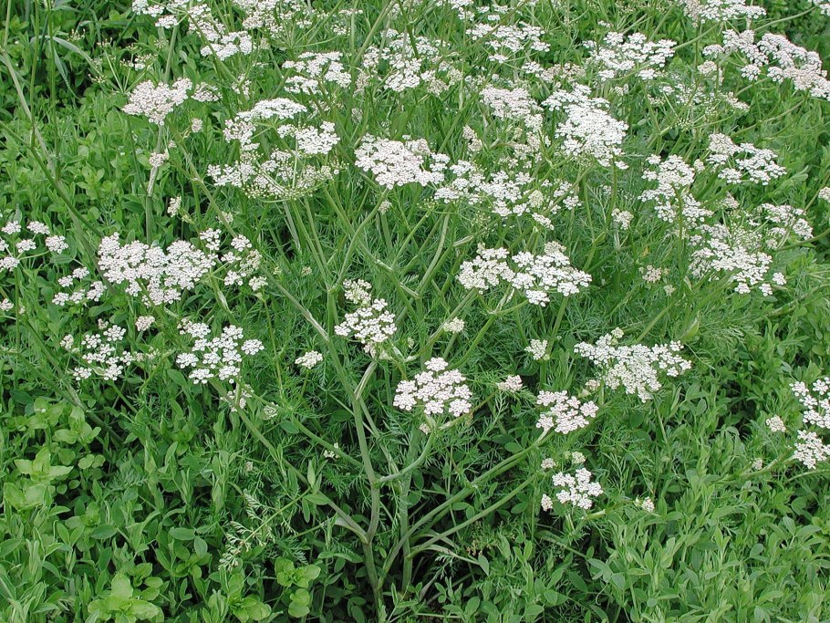 Тмин обыкновенный carum carvi