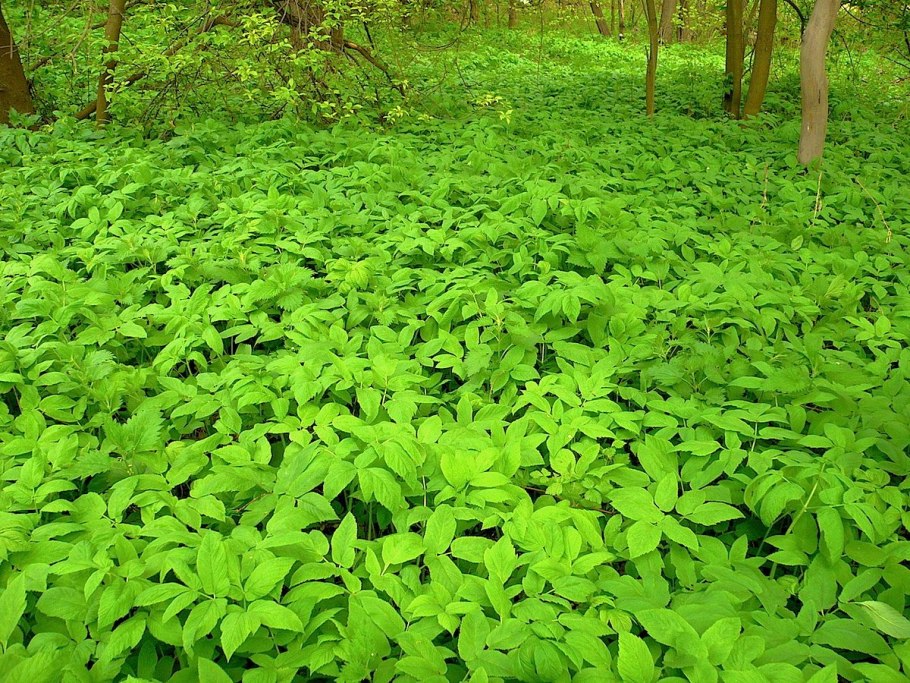 Анис (бедренец анисовый)