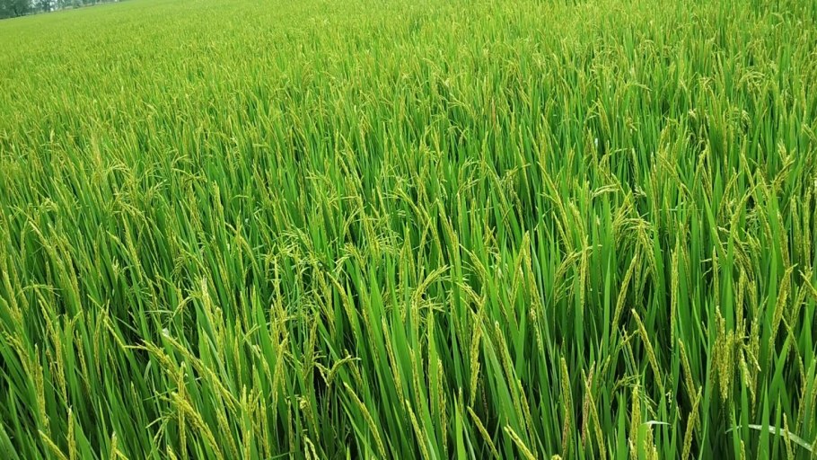 Поле риса