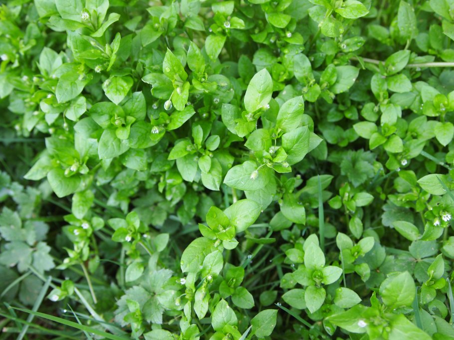 Горец птичий (спорыш) (Polygonum aviculare)