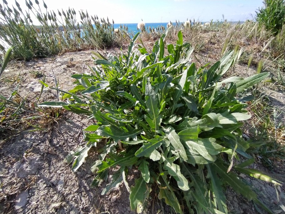 Тимофеевка Луговая (Phleum pratense)