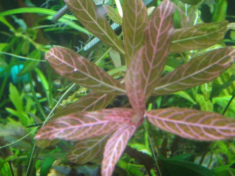 Гигрофила многосеменная мраморная