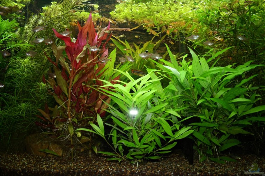 Гигрофила многосеменная