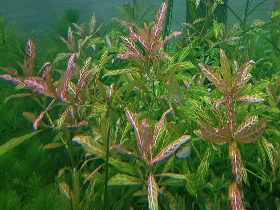 Гигрофила многосемянная