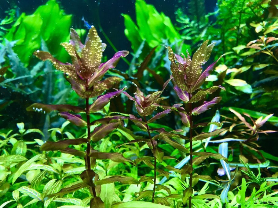 Гигрофила многосеменная в аквариуме
