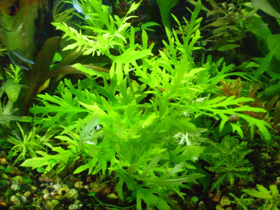 Гигроцила криволистая