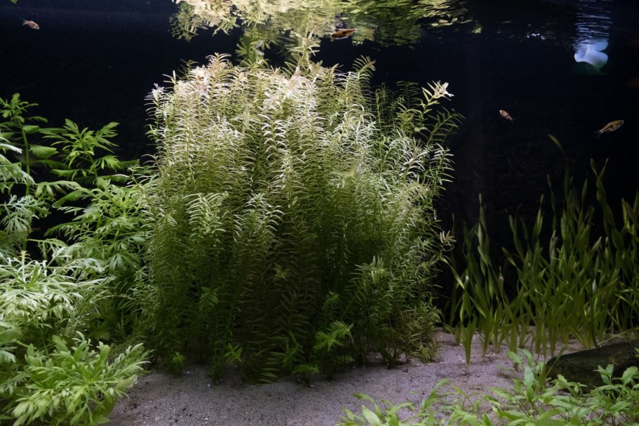 Гигрофила узорчатая