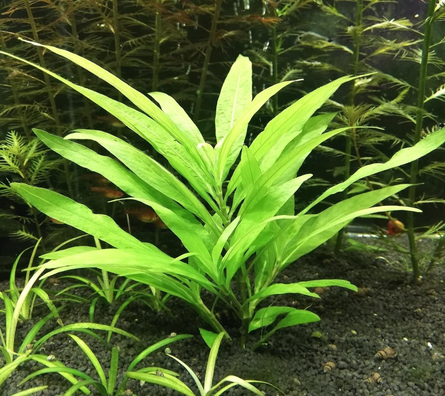 Гигрофила бальзамика