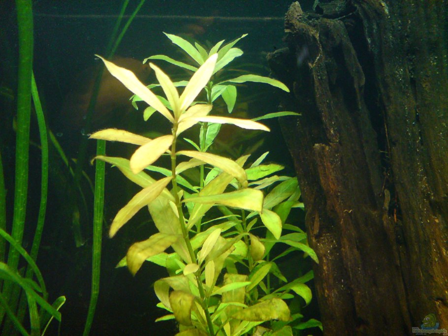 Гигрофила палюстрис