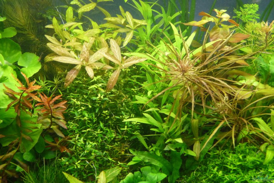 Гидросила многосеменная