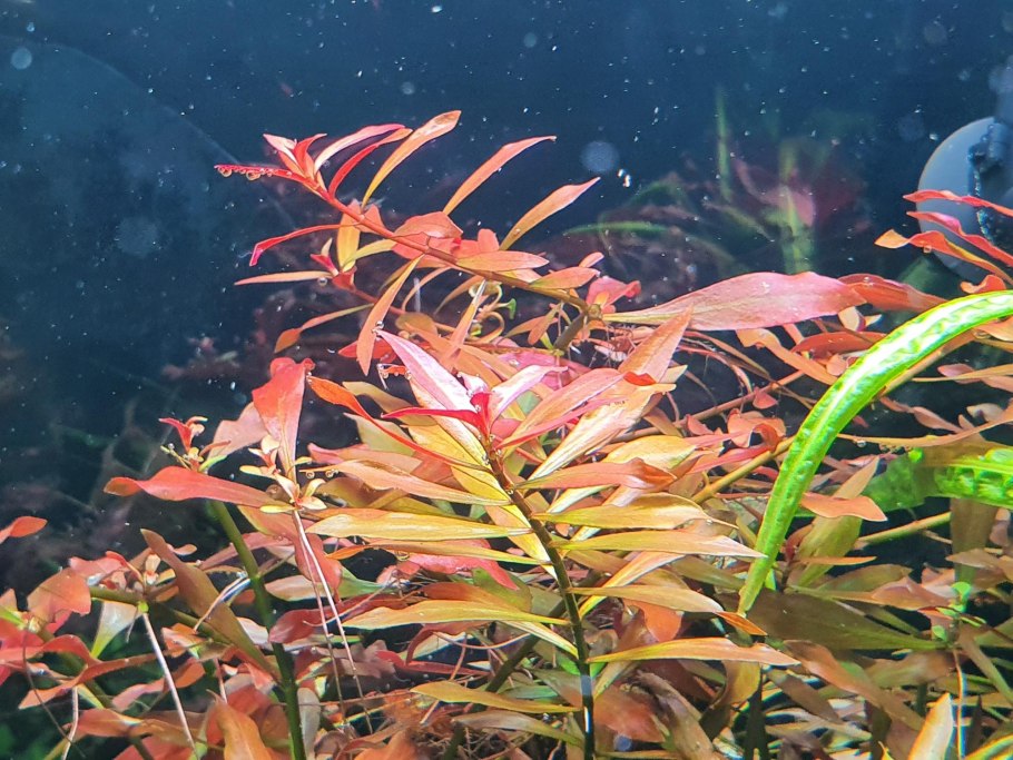 Гигрофила многосемянная