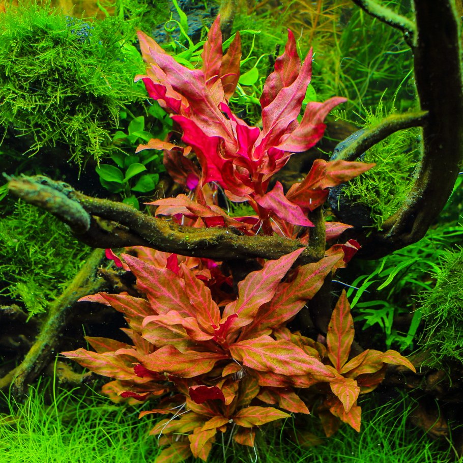 Гигрофила узорчатая