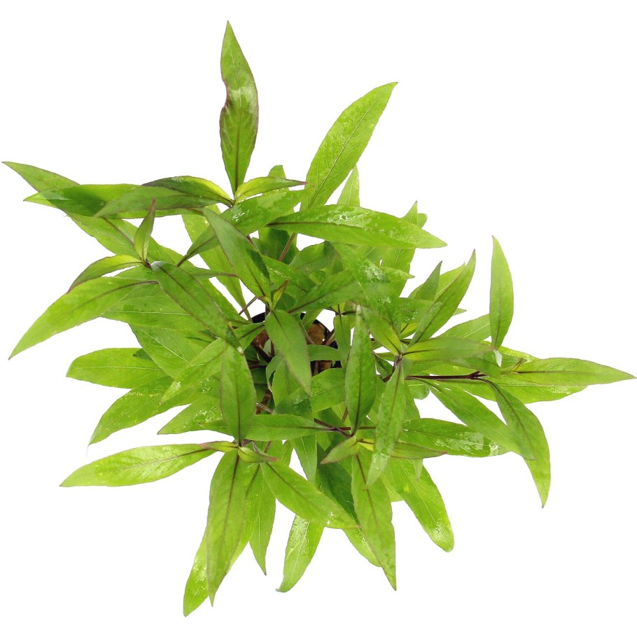 Гигрофила Ангустифолия Рубра