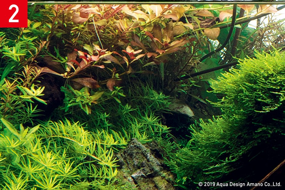 Гигрофила Ангустифолия