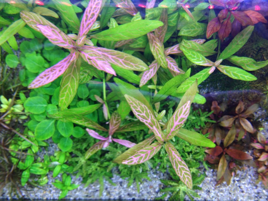 Гигрофила ОДОРА аквариум