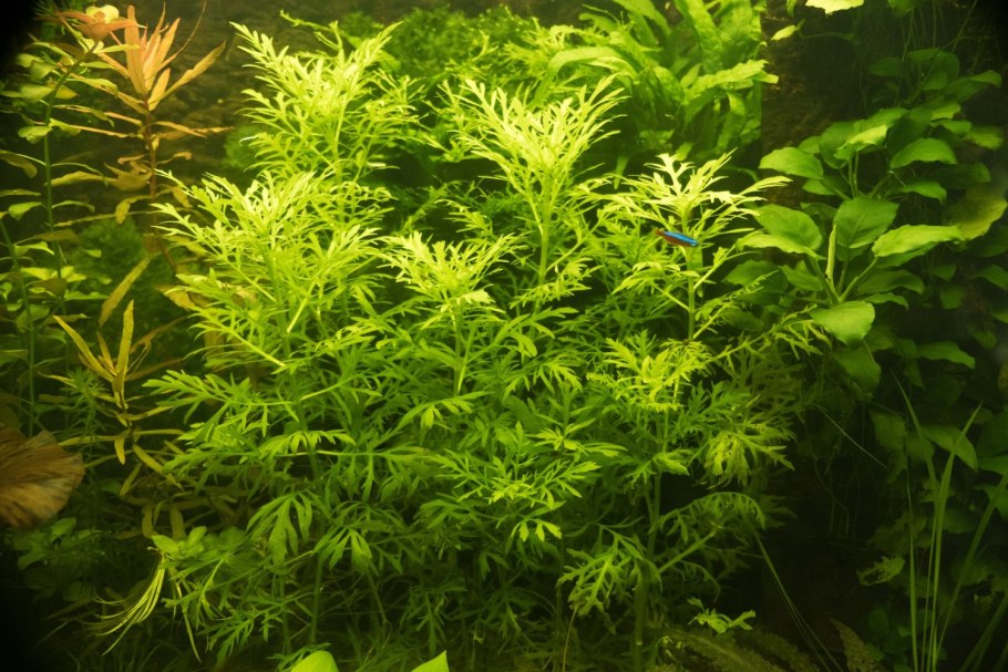 Гигрофила Цейлон