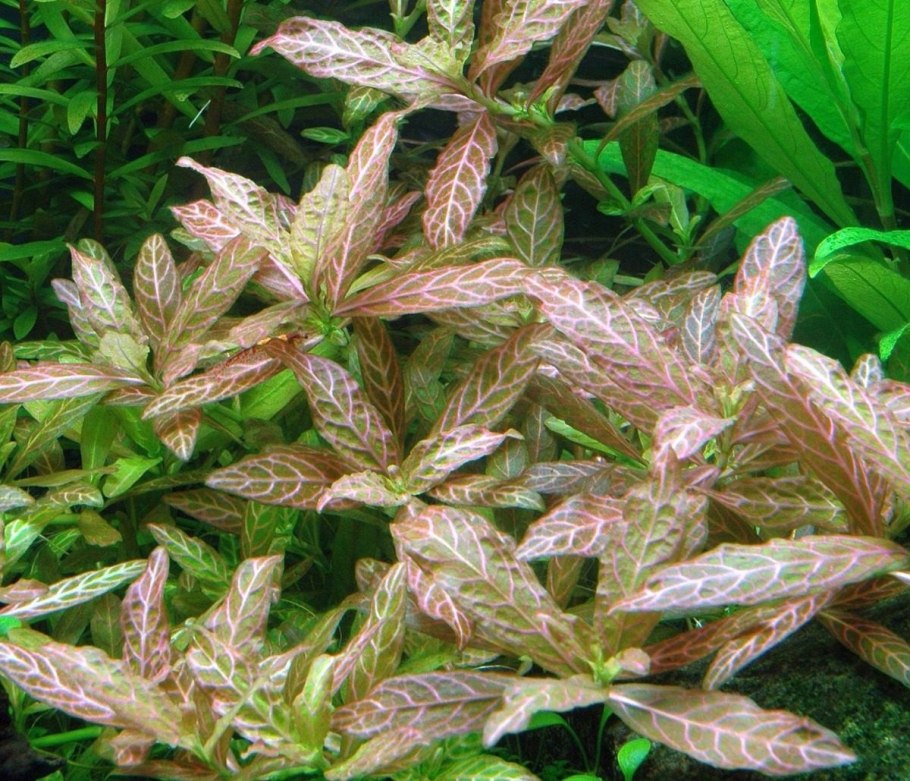 Гигрофила многосеменная