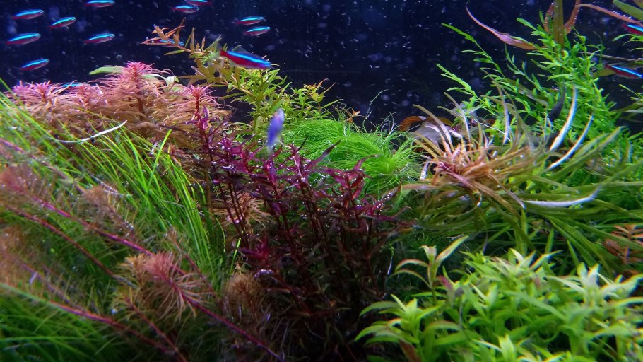 Гигрофила многосеменная (Hygrophila polysperma)