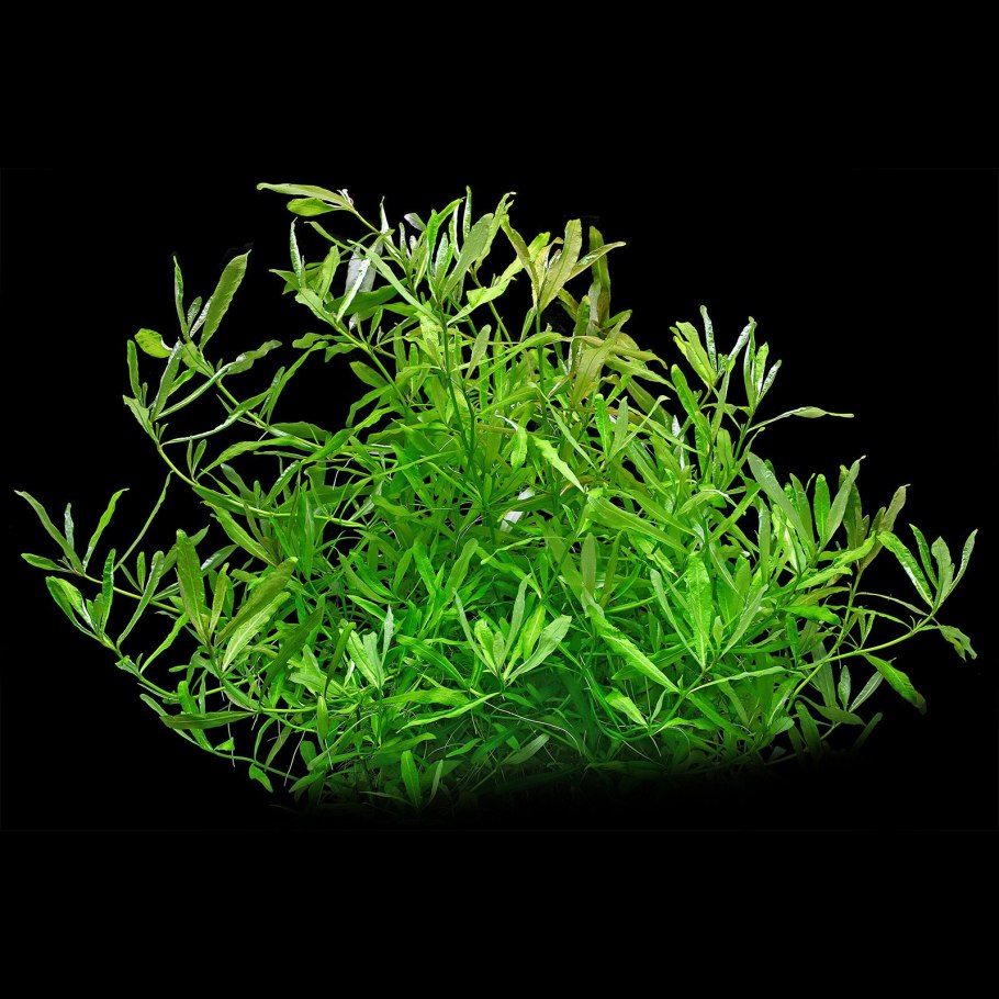 Аквариумное растение Гигрофила многосемянная