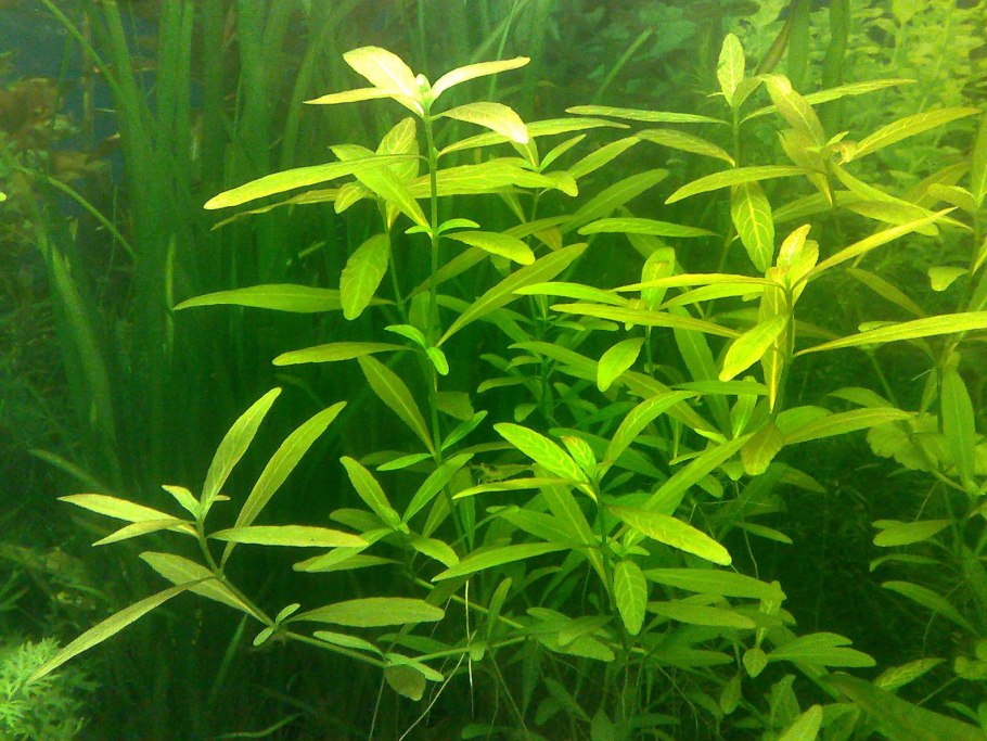 Гигрофила мраморная