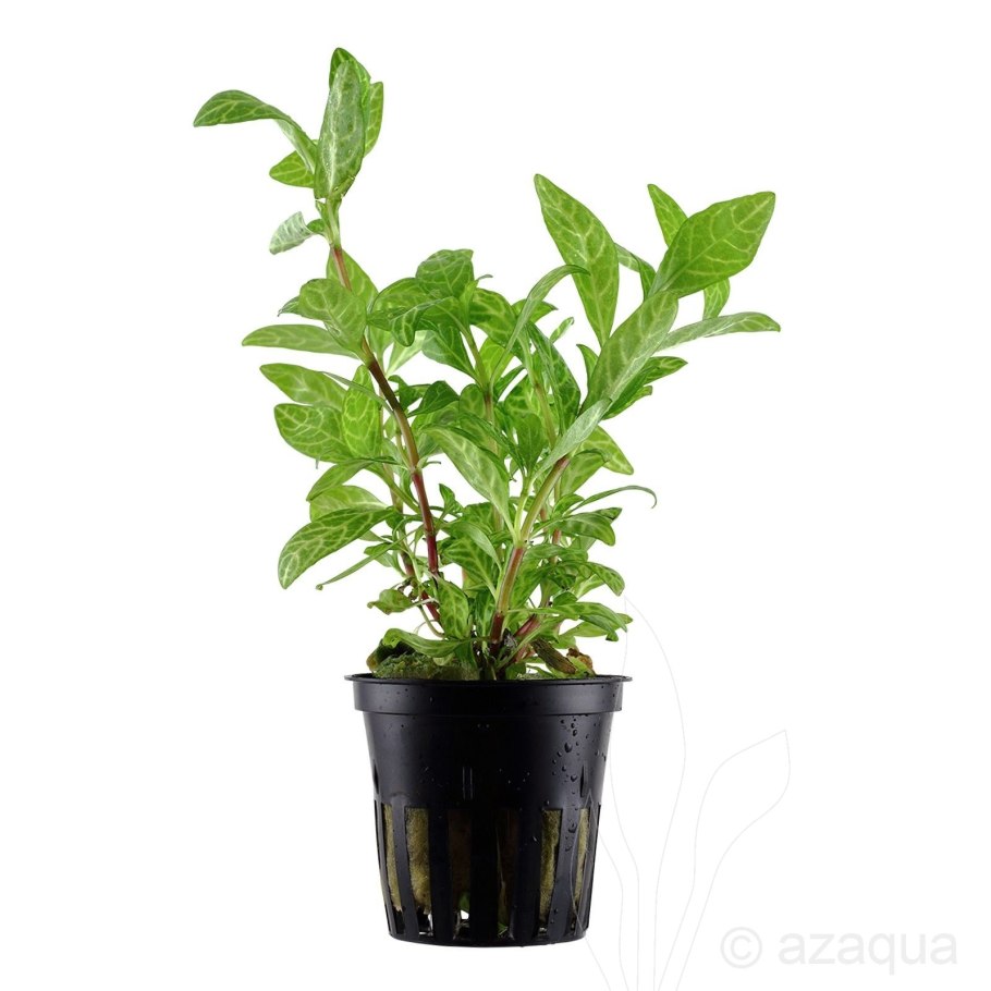 Гигрофила розанервис (связка на свинце)