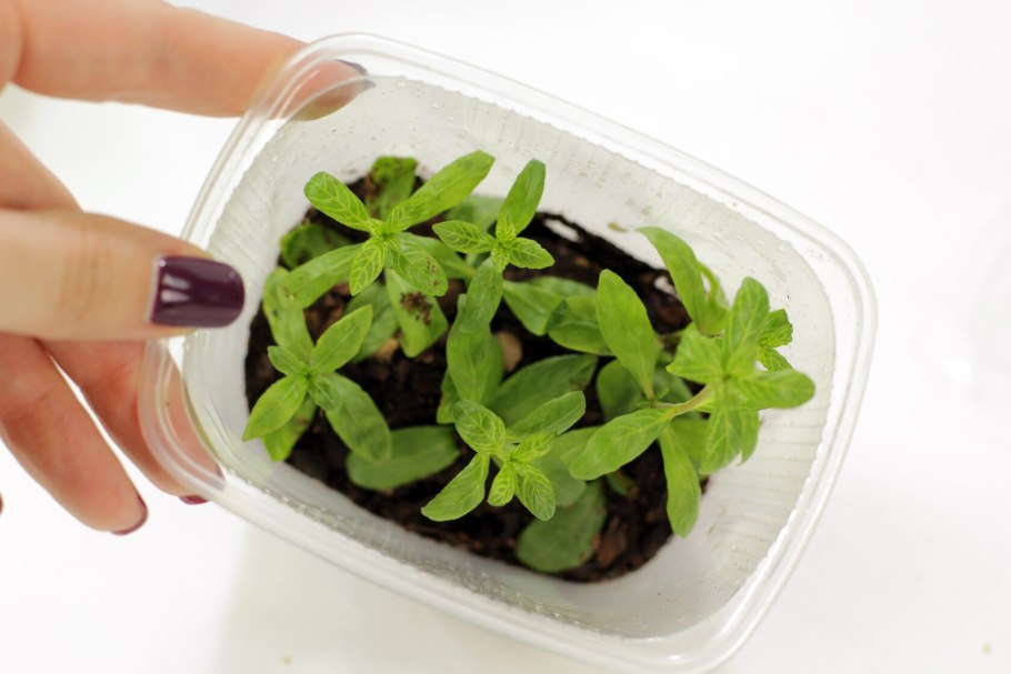 Гигрофила многосемянная