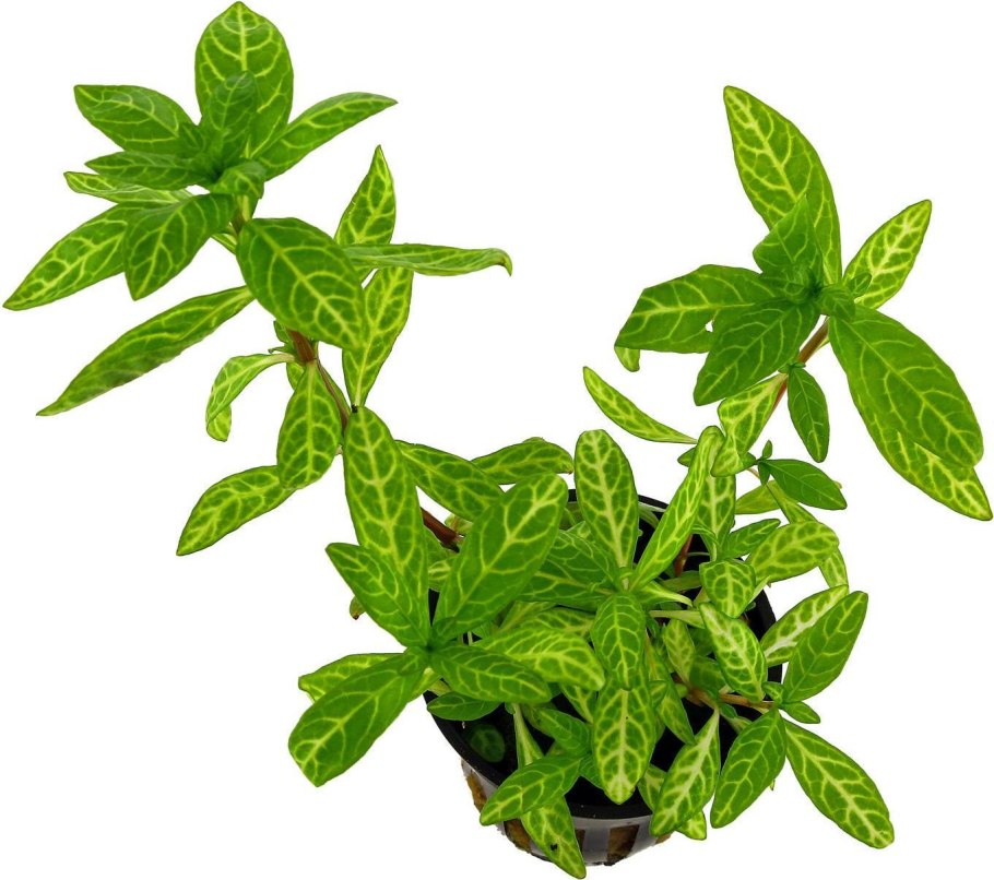 Гигрофила многосеменная мраморная