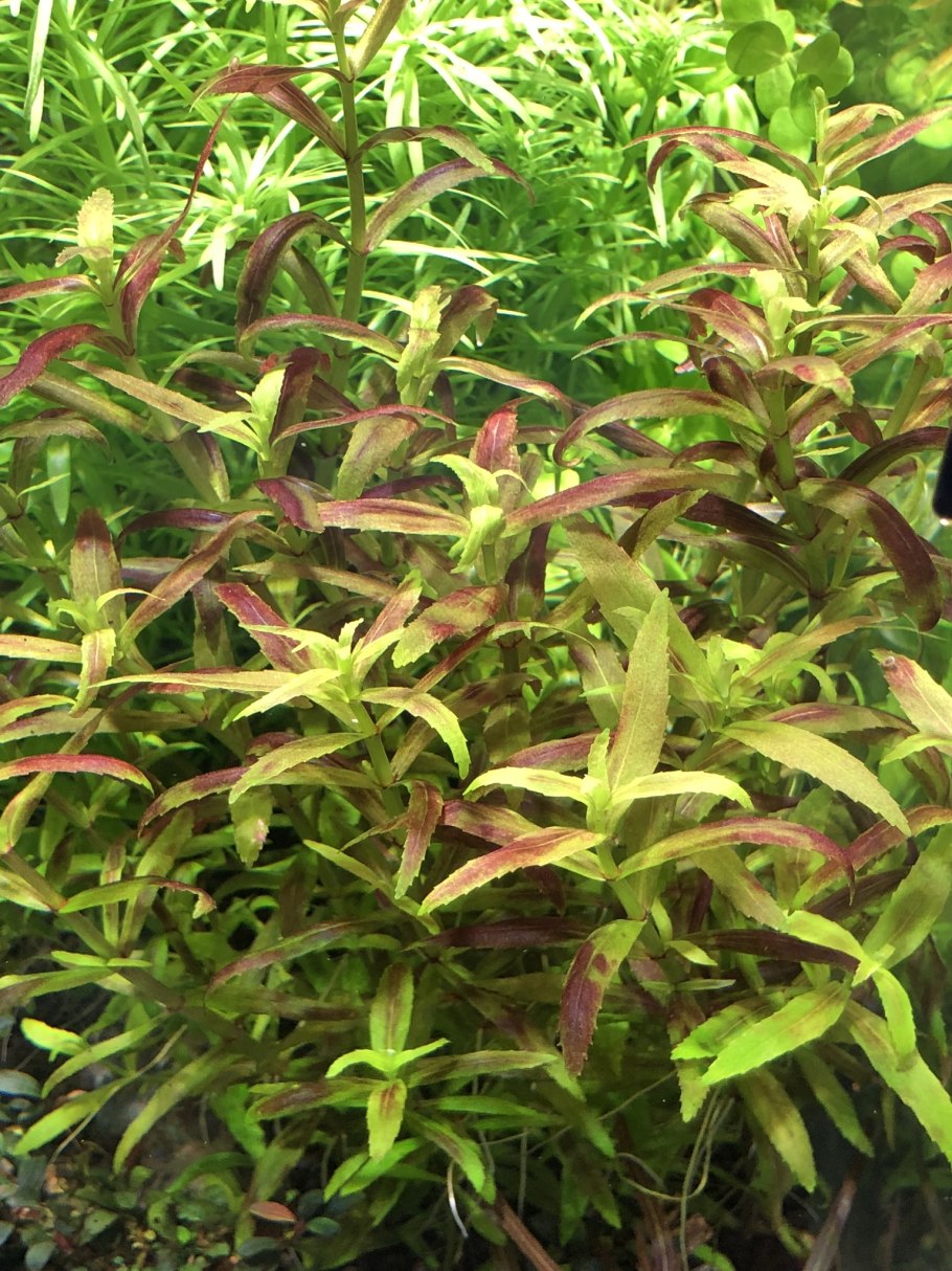 Гигрофила многосемянная