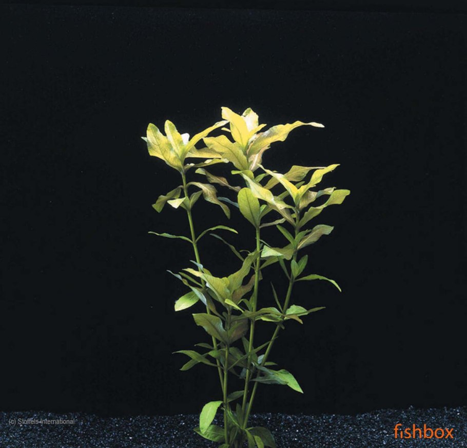 Людвигия грандулоза