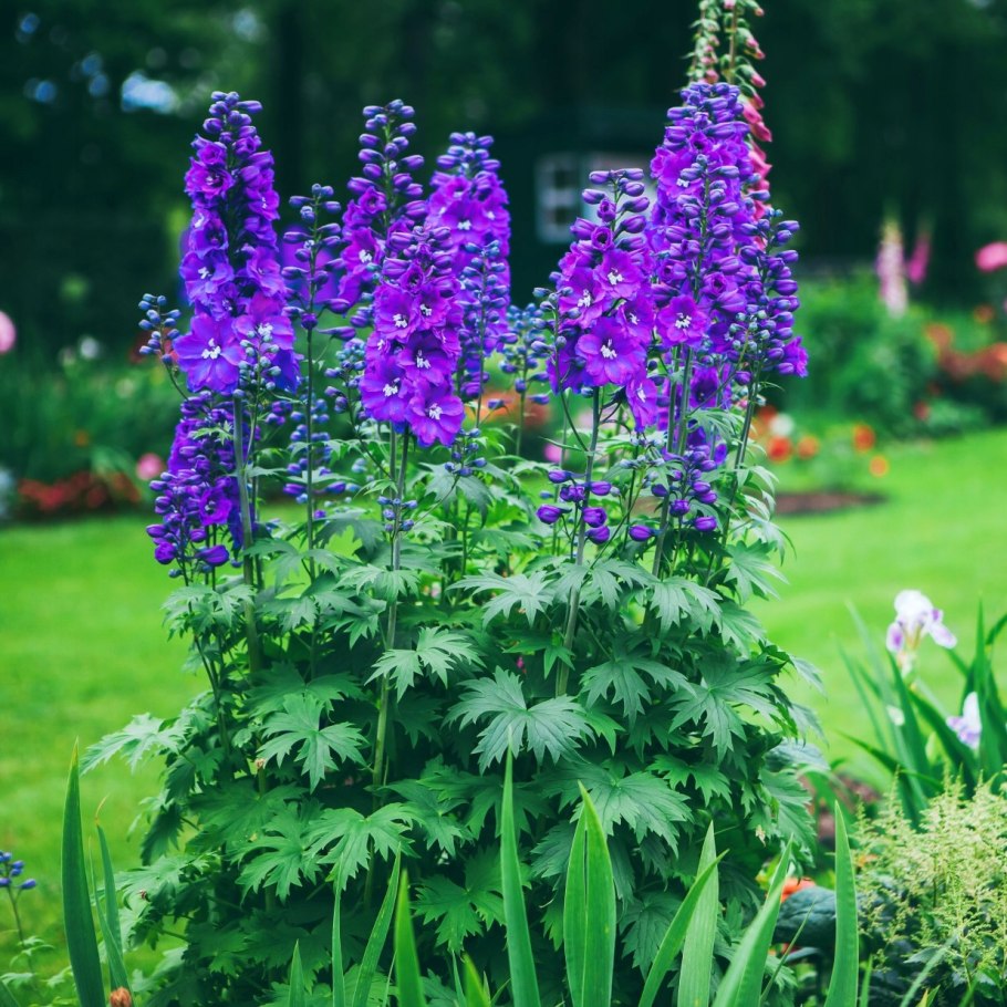 Дельфиниум Пацифик Блэк Найт