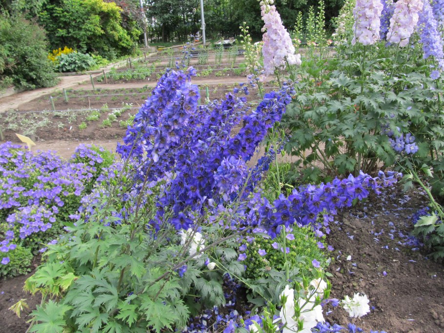Огородный дельфиниум
