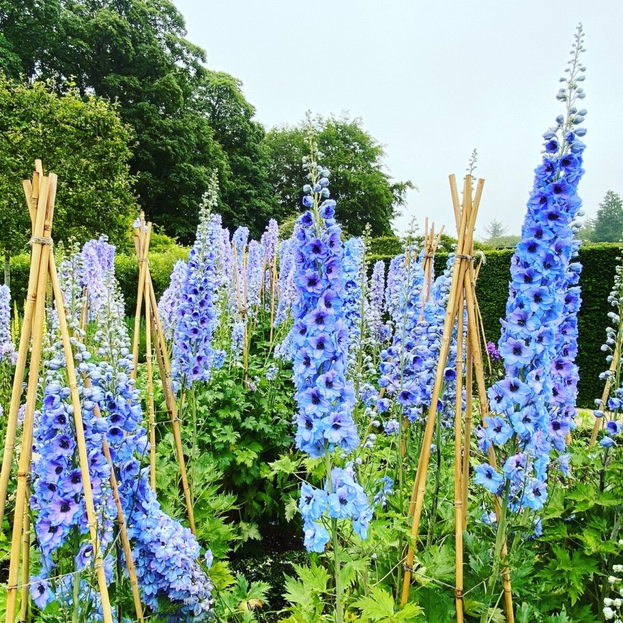 Дельфиниум Королевский