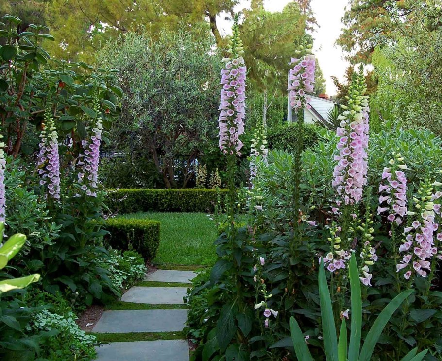 Наперстянка и Мальва