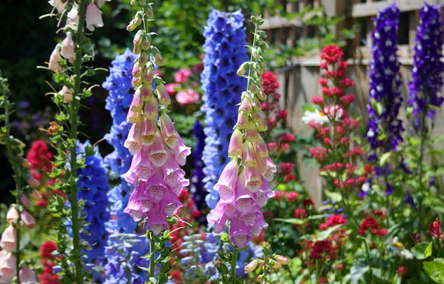 Клумба дельфиниум Люпин Мальва