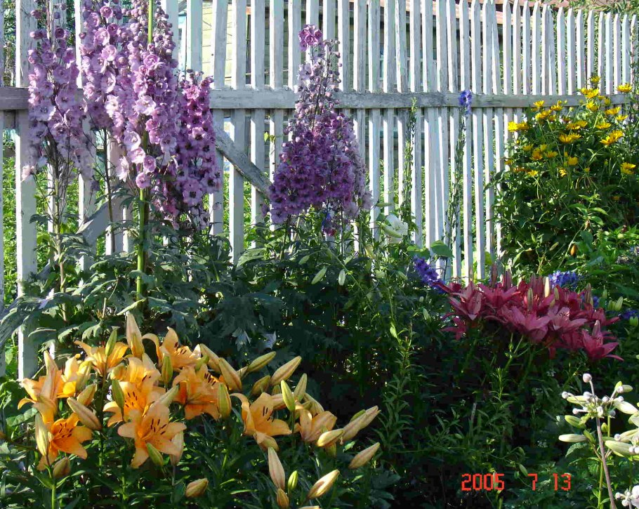 Наперстянка и дельфиниум в клумбе