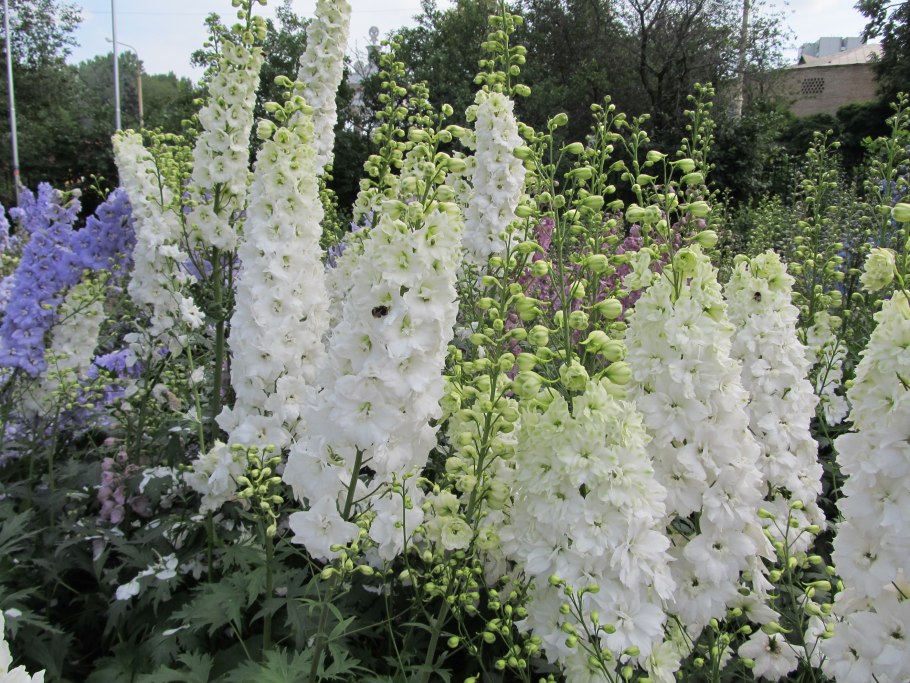 Дельфиниум многолетний белый