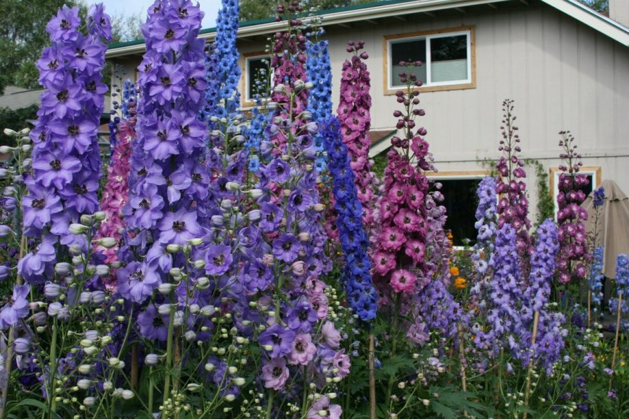 Дельфиниум многолетний