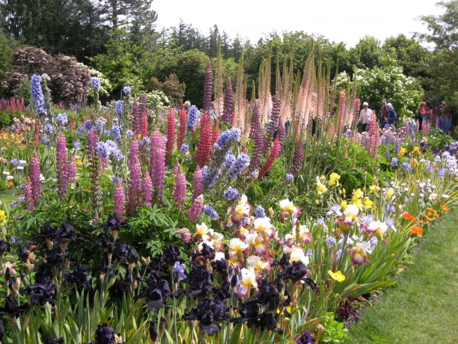 Клумба Ирис Люпин пион