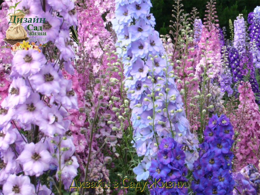 Цветы дельфиниум многолетний