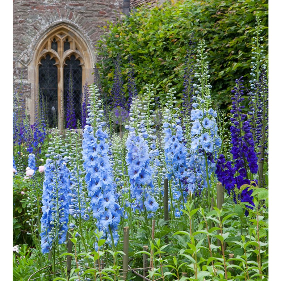 Дельфиниум в ландшафте