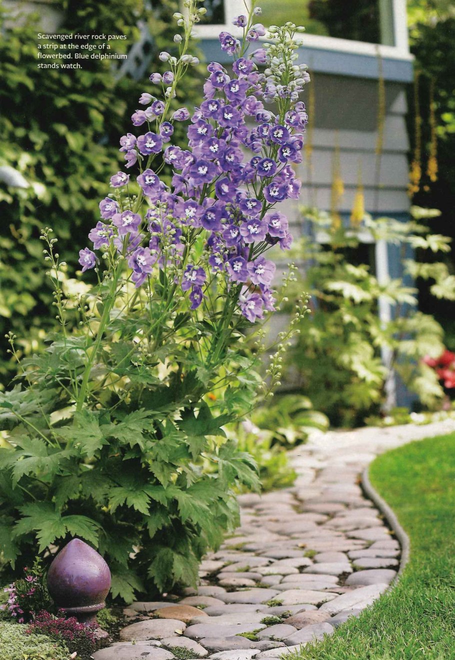 Дельфиниум бордюрный